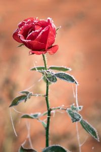 rote Rose im Rauhreif