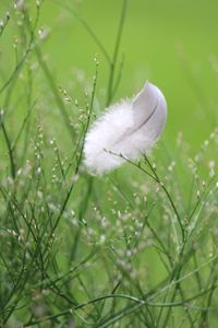 kleine weiße Feder im Gras