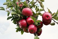 reife rote Äpfel an einem Zweig